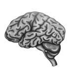 Illustration of Human Brain