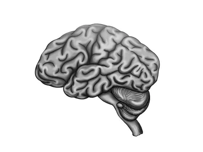 Illustration of Human Brain