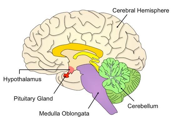 brain and pituitary